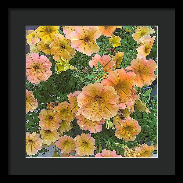 Peach Petunias - Framed Print