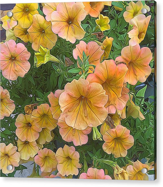 Peach Petunias - Acrylic Print
