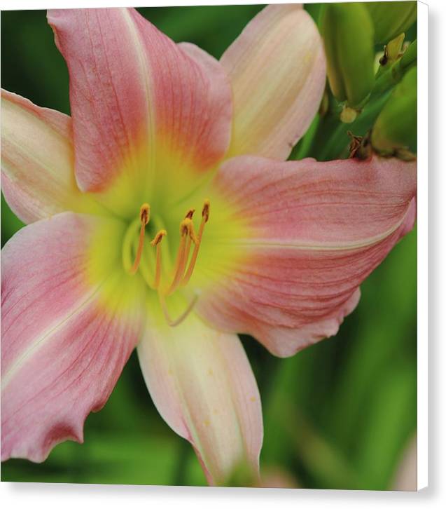Peaches and Cream Lily - Canvas Print