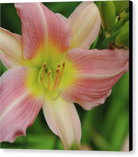 Peaches and Cream Lily - Canvas Print