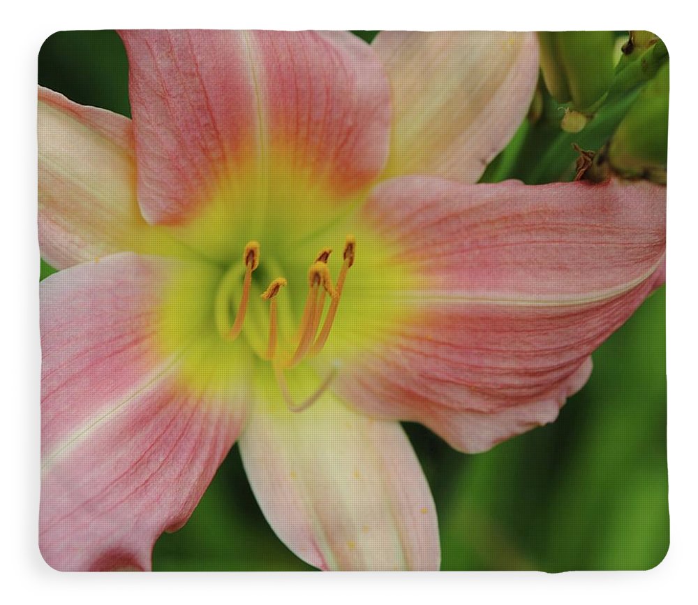 Peaches and Cream Lily - Blanket