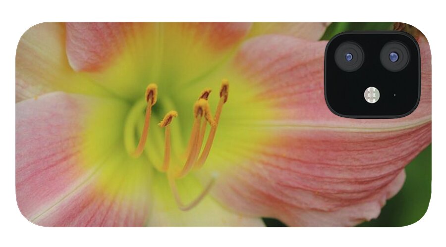 Peaches and Cream Lily - Phone Case