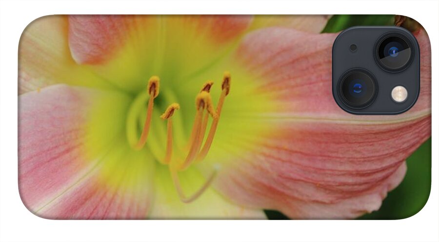 Peaches and Cream Lily - Phone Case