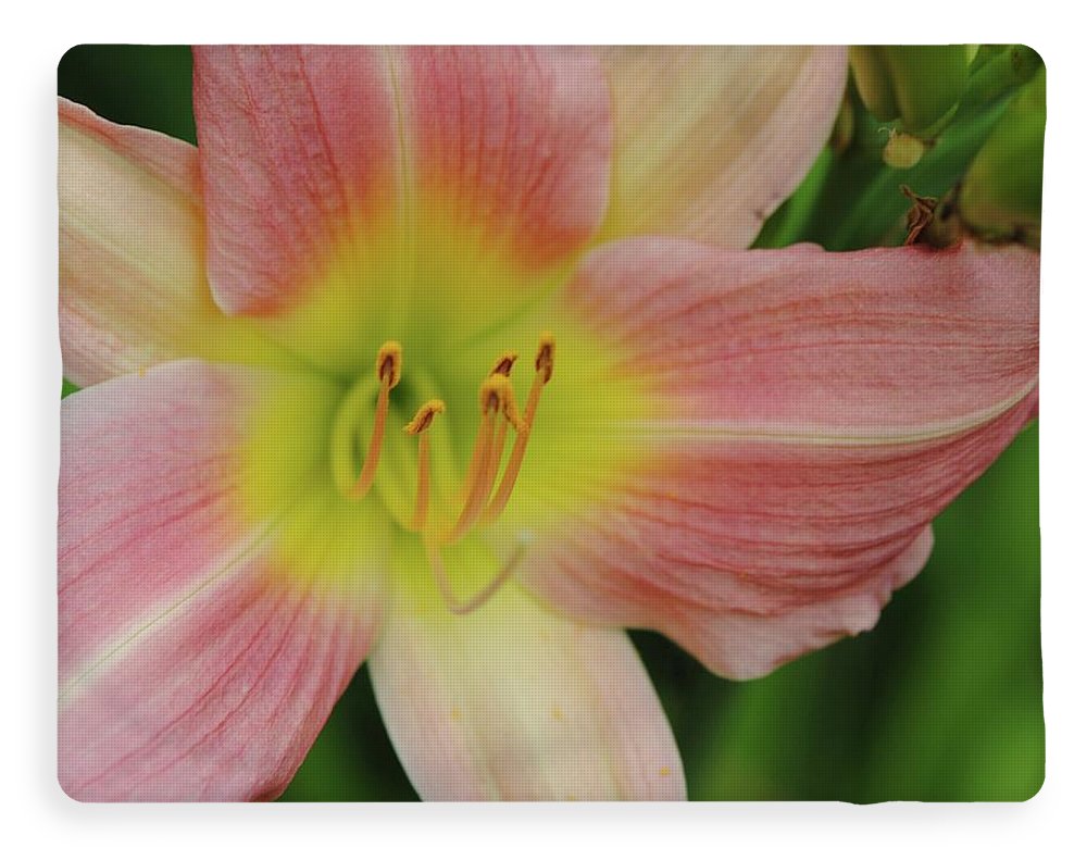 Peaches and Cream Lily - Blanket
