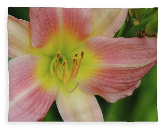 Peaches and Cream Lily - Blanket