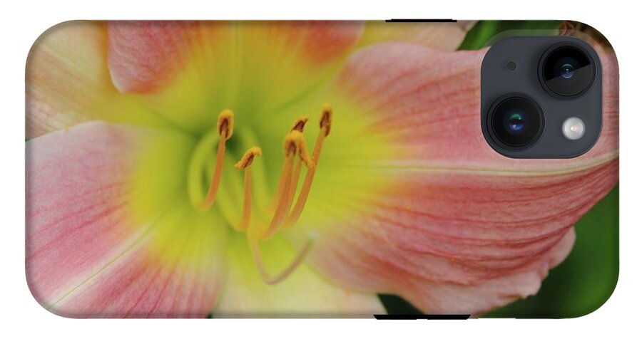 Peaches and Cream Lily - Phone Case