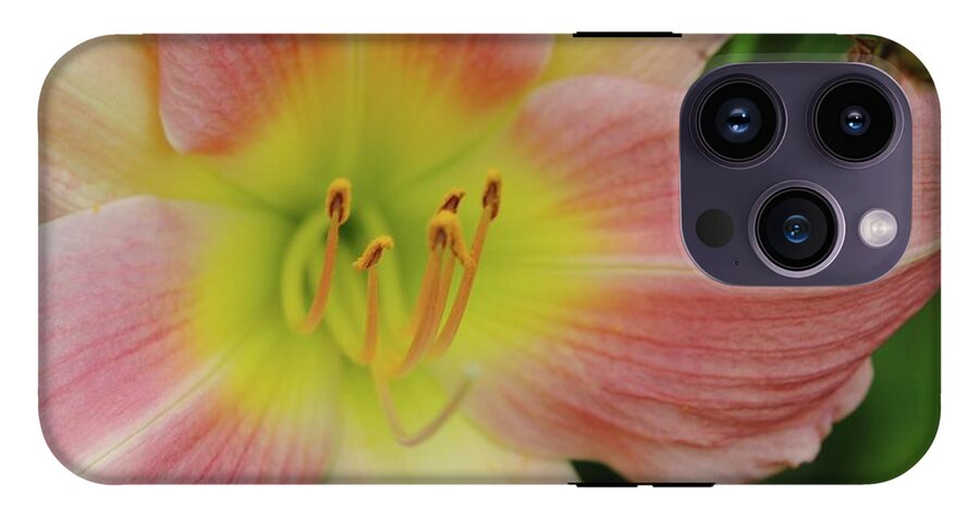 Peaches and Cream Lily - Phone Case