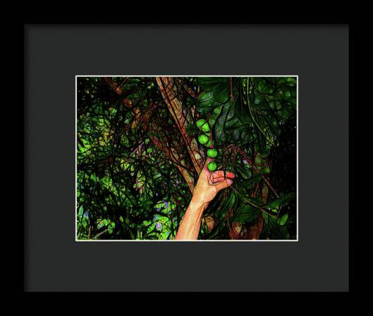 Pick The Limes - Framed Print