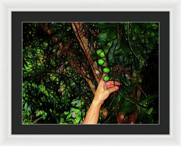 Pick The Limes - Framed Print