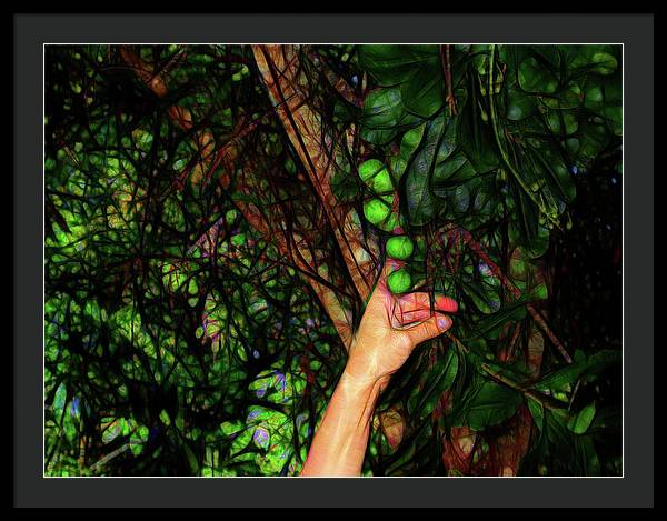 Pick The Limes - Framed Print