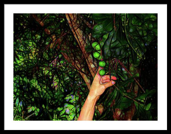 Pick The Limes - Framed Print
