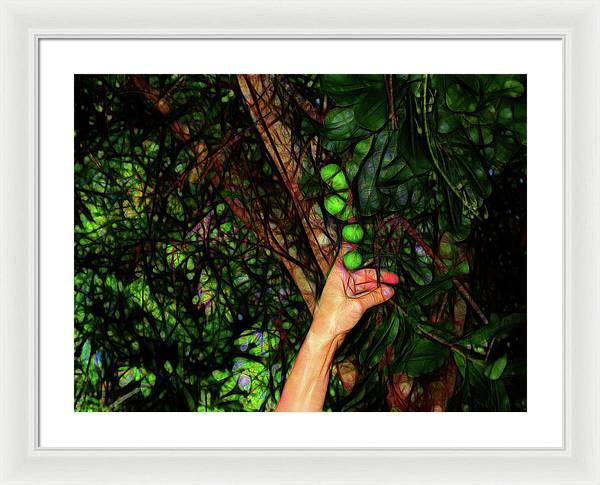Pick The Limes - Framed Print