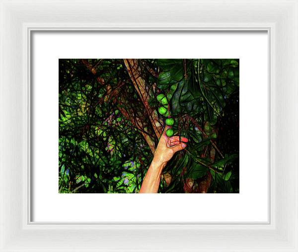 Pick The Limes - Framed Print