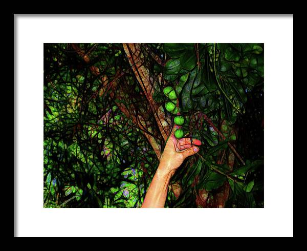 Pick The Limes - Framed Print