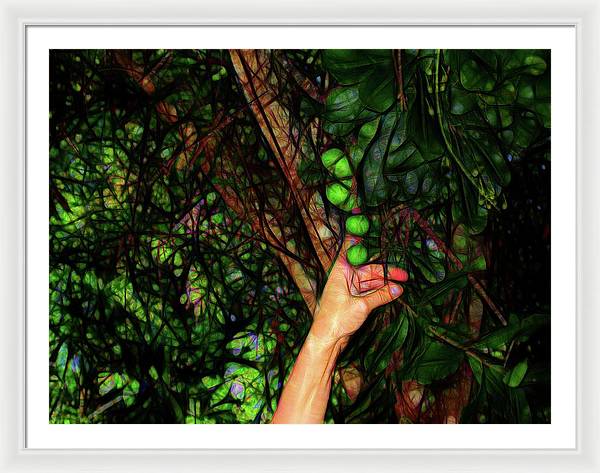 Pick The Limes - Framed Print