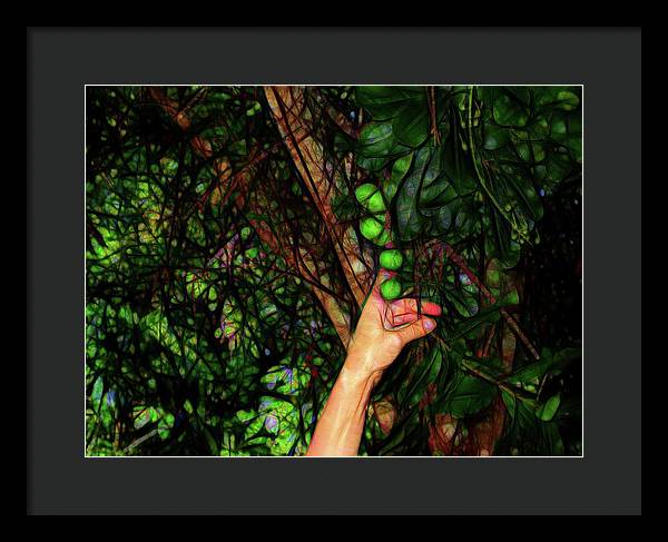 Pick The Limes - Framed Print