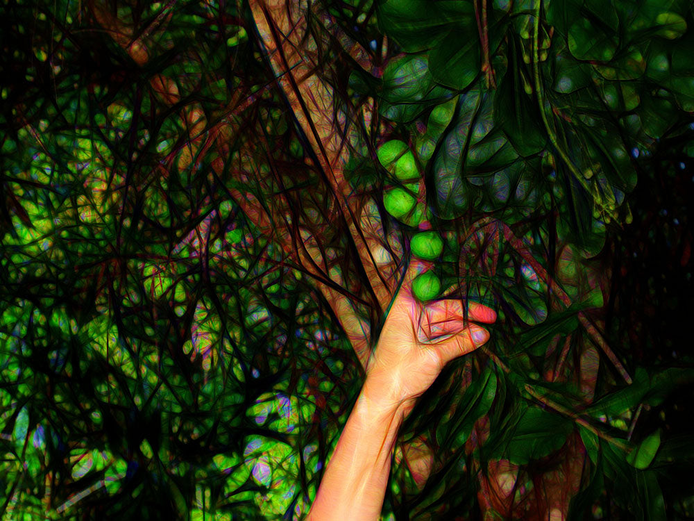 Pick The Limes Digital Image Download