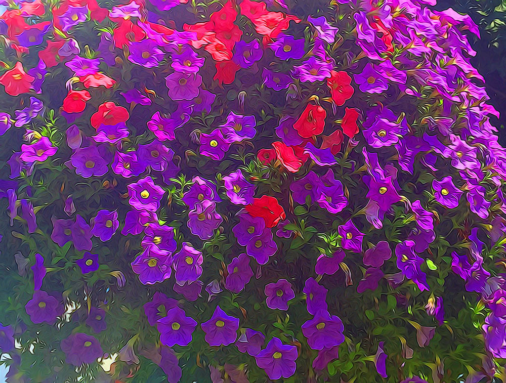 Pile Of Petunias Digital Image Download