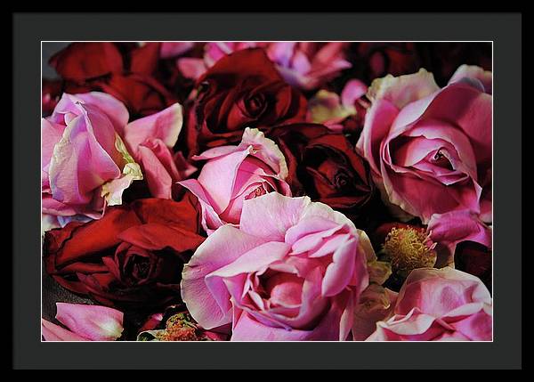 Pink and Red Roseheads - Framed Print