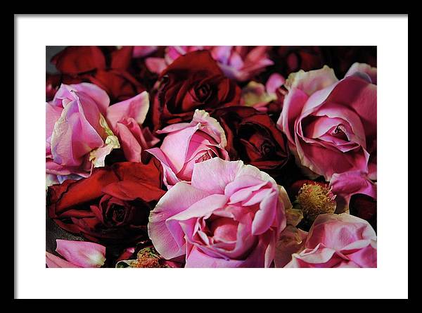 Pink and Red Roseheads - Framed Print