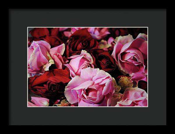 Pink and Red Roseheads - Framed Print