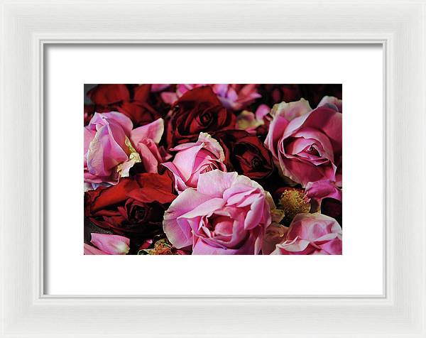 Pink and Red Roseheads - Framed Print