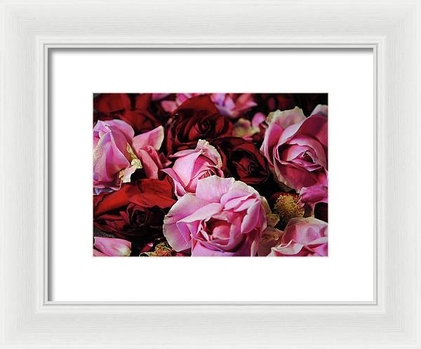 Pink and Red Roseheads - Framed Print