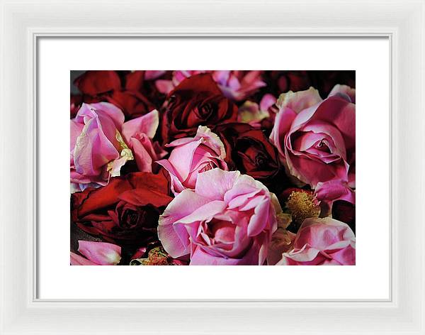 Pink and Red Roseheads - Framed Print