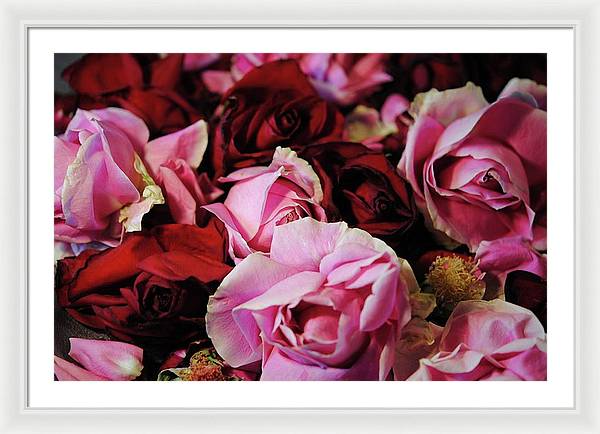 Pink and Red Roseheads - Framed Print