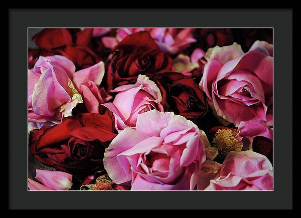 Pink and Red Roseheads - Framed Print