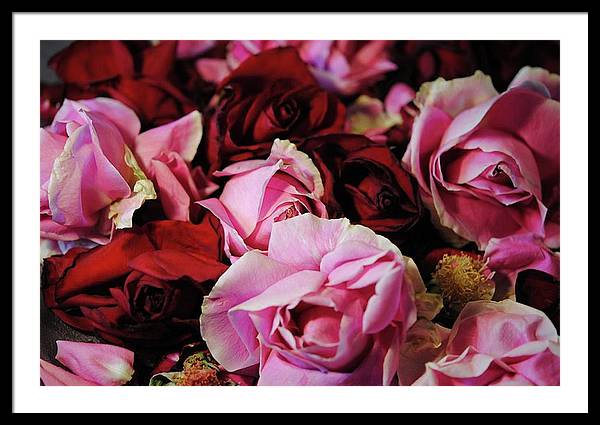 Pink and Red Roseheads - Framed Print