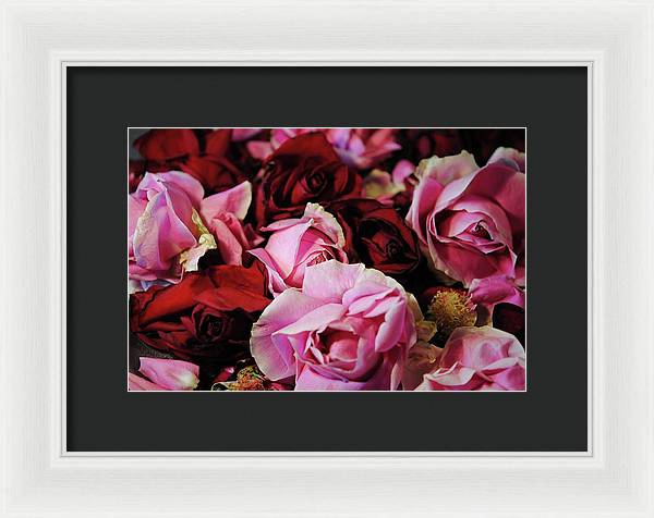 Pink and Red Roseheads - Framed Print
