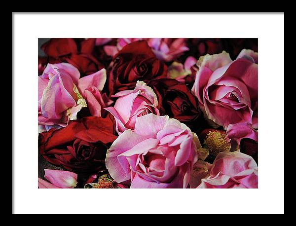 Pink and Red Roseheads - Framed Print