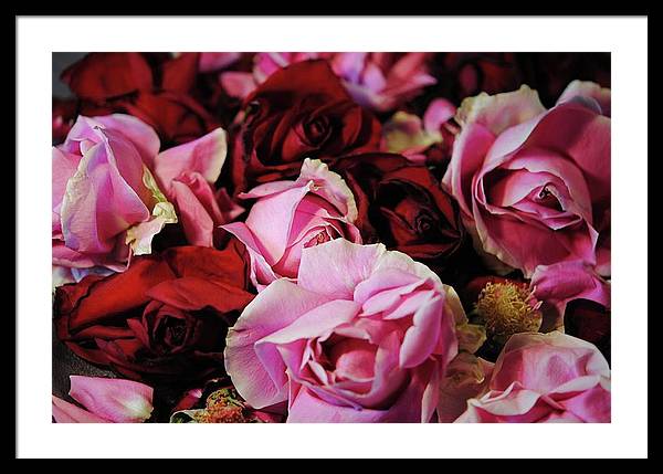 Pink and Red Roseheads - Framed Print