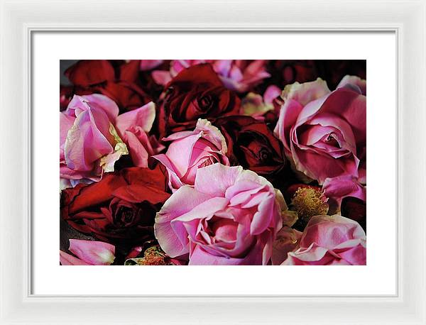 Pink and Red Roseheads - Framed Print