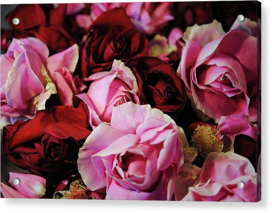Pink and Red Roseheads - Acrylic Print