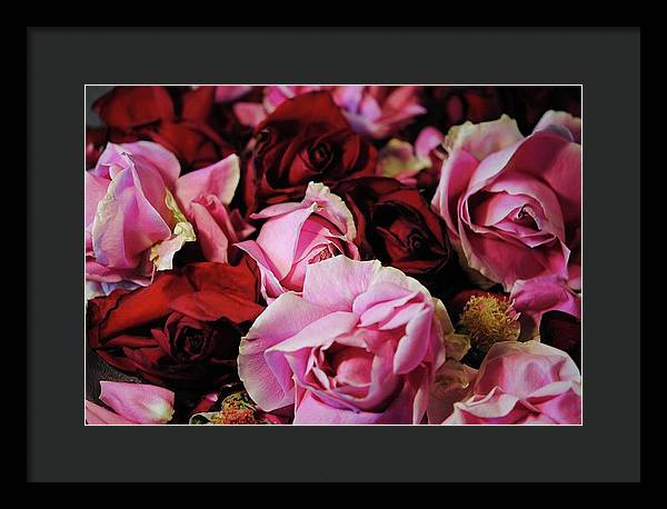 Pink and Red Roseheads - Framed Print