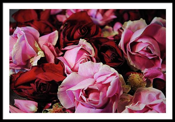 Pink and Red Roseheads - Framed Print