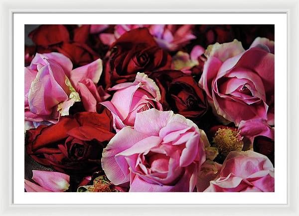 Pink and Red Roseheads - Framed Print