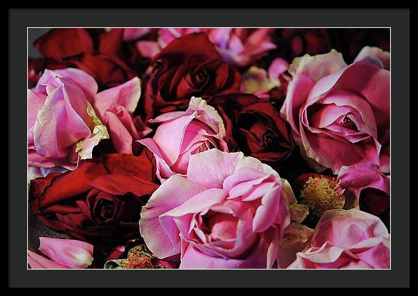 Pink and Red Roseheads - Framed Print