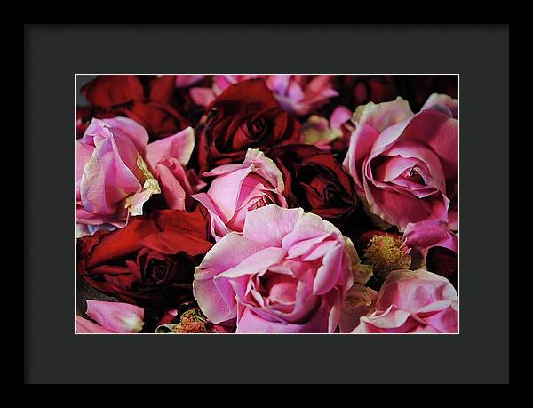 Pink and Red Roseheads - Framed Print