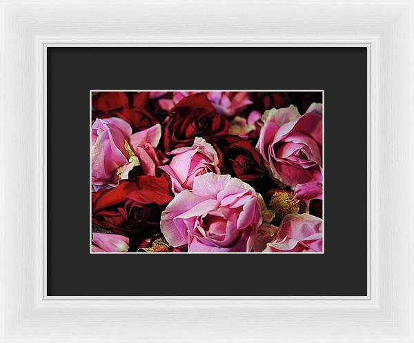 Pink and Red Roseheads - Framed Print