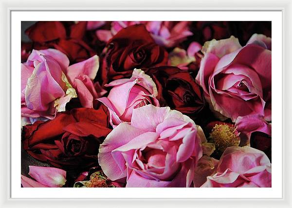 Pink and Red Roseheads - Framed Print