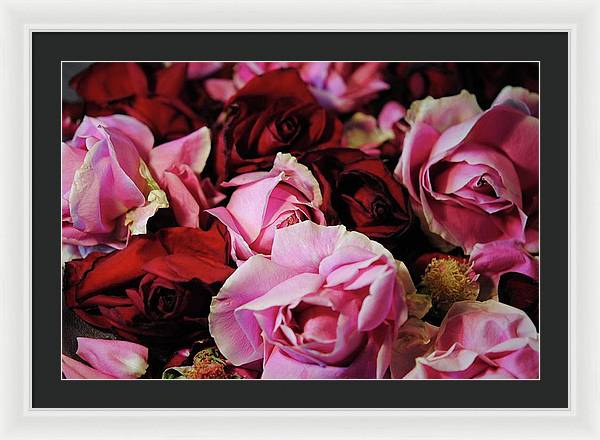 Pink and Red Roseheads - Framed Print
