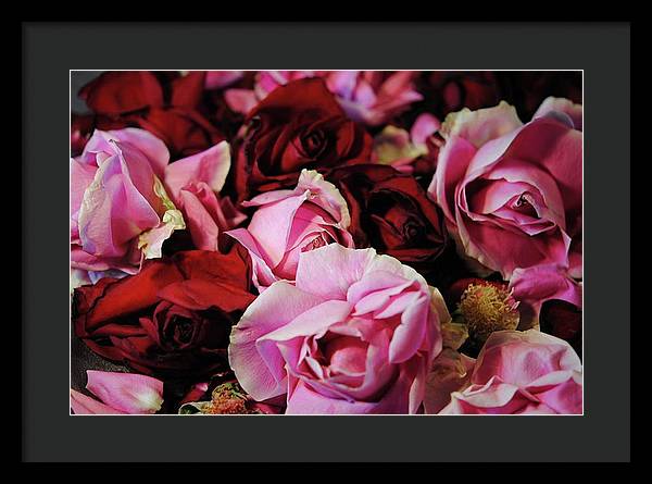 Pink and Red Roseheads - Framed Print