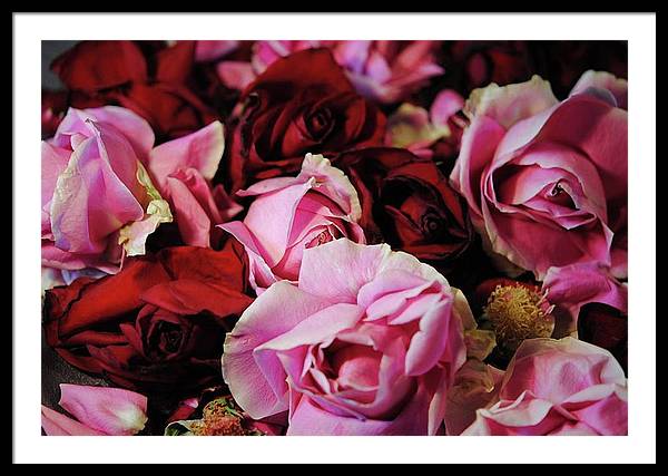 Pink and Red Roseheads - Framed Print