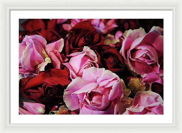 Pink and Red Roseheads - Framed Print