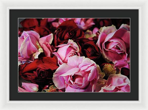 Pink and Red Roseheads - Framed Print