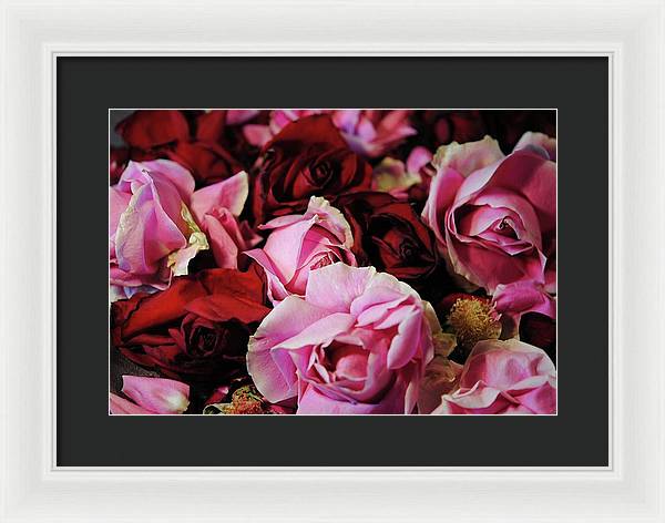 Pink and Red Roseheads - Framed Print