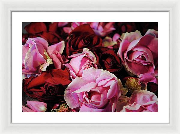 Pink and Red Roseheads - Framed Print